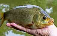 Crucian carp: vrste, opis, prehrana, reprodukcija, fotografija, video, populacija, vedenje